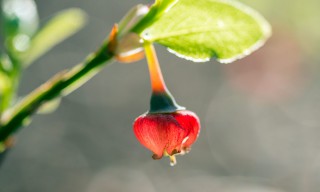Blüte einer Heidelbeere (schwedisch: Blåbär)