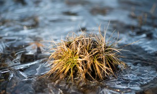 Ein Grasbüschel – noch von Eis umgeben